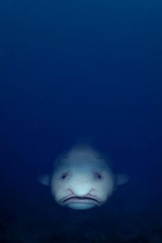 47 best fish images on pinterest in 2018
