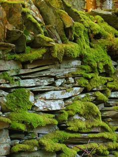 Moss won't grow on a rolling stone. But it will on a Manx stone wall in the South Barrule Plantation in St. Johns, Isle of Man. Photo taken by James Qualtrough - flickr. Мох В Саду, Садовые Растения, Сухая Каменная Кладка, Затененный Сад, Садовые Грядки, Бетон В Саду, Садовые Дорожки, Тайные Сады, Лекарственные Растения