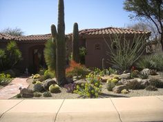 72 best drought tolerant plants for california gardens images on