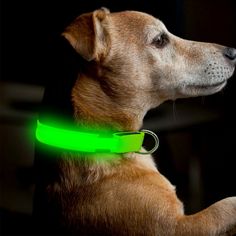 Obedience School Drop Out Hard Enamel Dog Collar Pet Charm 1.25 Inch x 1.25 Inch