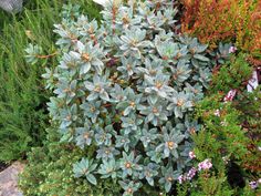 Cotoneaster Dammeri C Beauty A Evergreen Shrub With Small Rhododendron Ramapo Is An Evergreen Compact Shrub In My Garden With Aromatic Blue Newfoundlandblue Greypurple Flowersevergreenshrubs Compactviolets