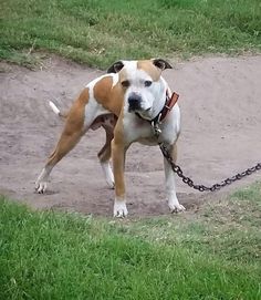 american pitbull terrier tom garner kennels tom garner kennel working class dogs pinterest dog and animal american pitbull terrier tom garner kennels tom garner kennel working class dogs pinterest dog and animal