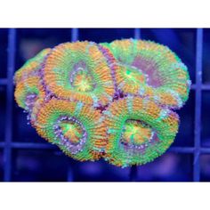 61 best acan coral