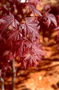 70 Best Plants For Eastern Exposure Images Acer Palmatum Anese Anese Maple Acer Palmatum Glowing Embers In Raleigh Wake Forest Morrisville Durham Cary North Carolina Nc At Atlantic Avenue Orchid Garden