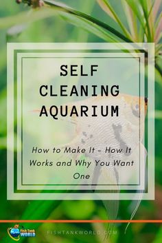 81 best aquatic life images fish tanks aquarium ideas aquariums