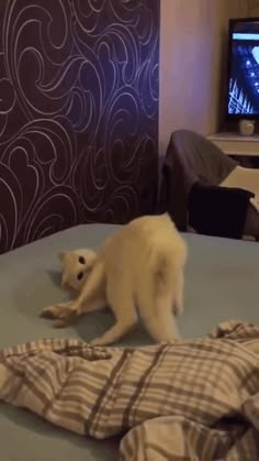 Videos, Funny Animal Videos, Funny Cat Videos, Crazy Cats, Kittens Cutest, Cats, Cat Mom