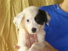 australian shepherd or golden retriever clancy james the australian shepherd golden retriever puppies australian shepherd or golden retriever clancy james the australian shepherd golden retriever puppies