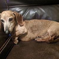 Untitled Dachshund Puppy Miniature Dachshund Dog Dachshund
