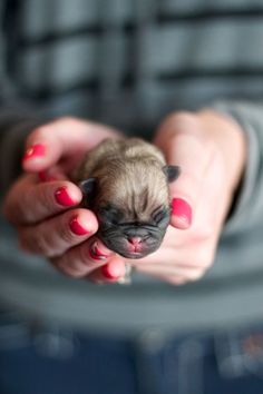 Gentle Giant Puppy Love 3 Baby Dogs Cute Animals Dogs