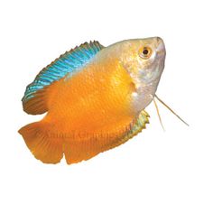 35 best aquariums images