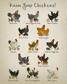 1 FREE//1 GRATUIT * ANIMAUX DE LA FERME.LE COQ 2. POSTER A4 PLASTIFIE-LAMINATED