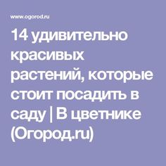 14 удивительно красивых растений, которые стоит посадить в саду | В цветнике (Огород.ru)