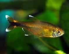 60 best tetras images