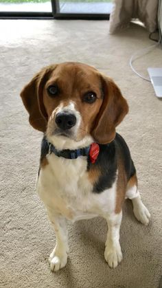 Beagi Dog Breed Information And Pictures Champion Beagle
