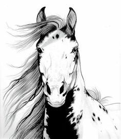 pencil drawing wild horses horse drawings