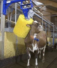 95 best car wash images hilarious jokes funny images