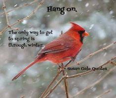 Cardinalfrom Angels at My Door on Facebook Missing Your
