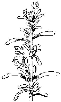 53 Ideas De La Planta De Romero Milagrosa Romero Planta Romero Plantas
