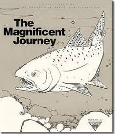 wonderful storyexplanation about salmon the magnificent journey