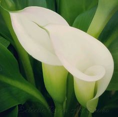 38 Best Flowers To Paint Images On Pinterest