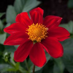 160 Dahlias Ideas Dahlia Dahlia Flower Plants