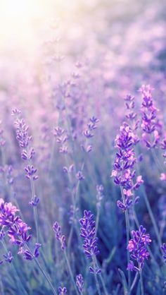 Preety Photo Photo Preety Soyut Cicek Resimleri Resimler Resim Duvari Preety Photo Photo Preety Soyut Cicek Resimleri Resimler Resim Duvari