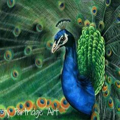 i have finished my realistic peacock drawing done using faber castel polychromos coloured pencils on