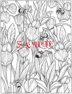 Sensational Succulents An Adult Coloring Book Of Amazing Shapes And