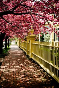 Trees in bloom in Salem, Mass.