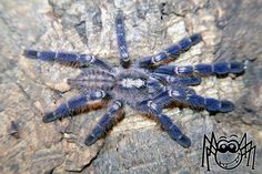 Tapinauchenius violaceus adult female #macilacispiders #madárpók ... Tapinauchenius violaceus adult female #macilacispiders #madárpók ...