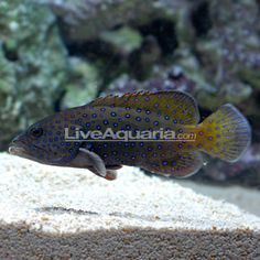 389 best coral reef