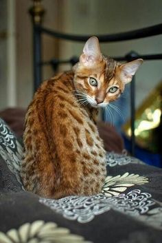 ベンガル猫 のアイデア 650 件 ベンガル猫 猫 ねこ ベンガル猫 のアイデア 650 件 ベンガル猫 猫 ねこ