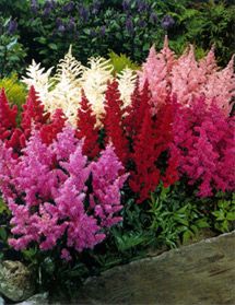 822 Best Gardens Shade Images On Pinterest In 2018 Beautiful Astilbe Is A Medium Height Feathery Looking Plant It Even Looks Good In The Fall