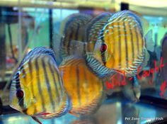 36 best discus fish