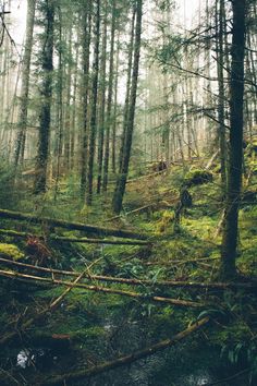 the forest background