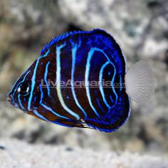 43 best marine biology
