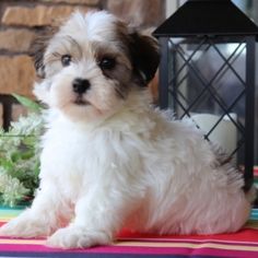 Puppy Shack Puppies For Sale Brisbane Queensland Australian