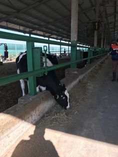 29 Ideas De Establos Establos Vacas Lecheras Establo De Ganado