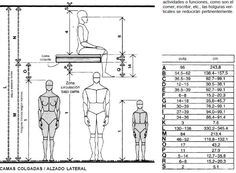 body dimensions 1 human dimension interior space julius panero body dimension