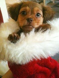 312 best christmas gone to the dogs images on pinterest