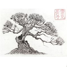 97 best bonsai sketches