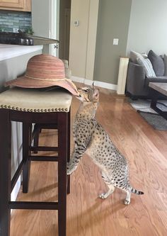 safari adventure miami