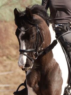 Equine incontri Australia