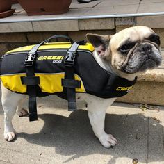 French Bouledogue BULLDOG FRANCESE BORSA MARE E CITTA/' NEW ENTRY 2020