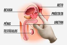 lúpulo prostático lúpulo prostático