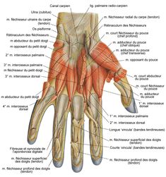 ANATOMIE DE LA MAIN PDF ANATOMIE DE LA MAIN PDF