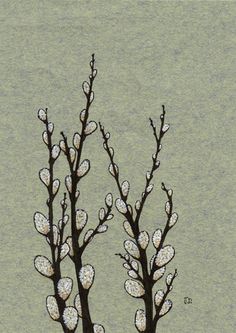 Forcing Pussy Willow The Plant