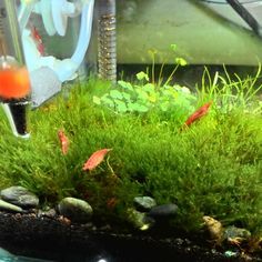 5746 best planted aquarium
