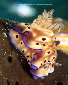 14 best oceans images