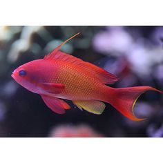 43 best pretty fish